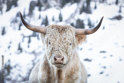 Portrait of a highland cow in snow