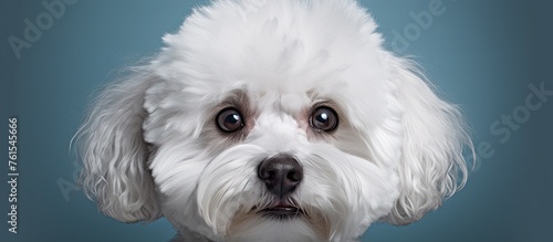 A small Toy Poodle is gazing at the camera, showcasing its white fur against a vivid blue background. This Carnivore breed is a popular Companion dog and a member of the Toy dog group