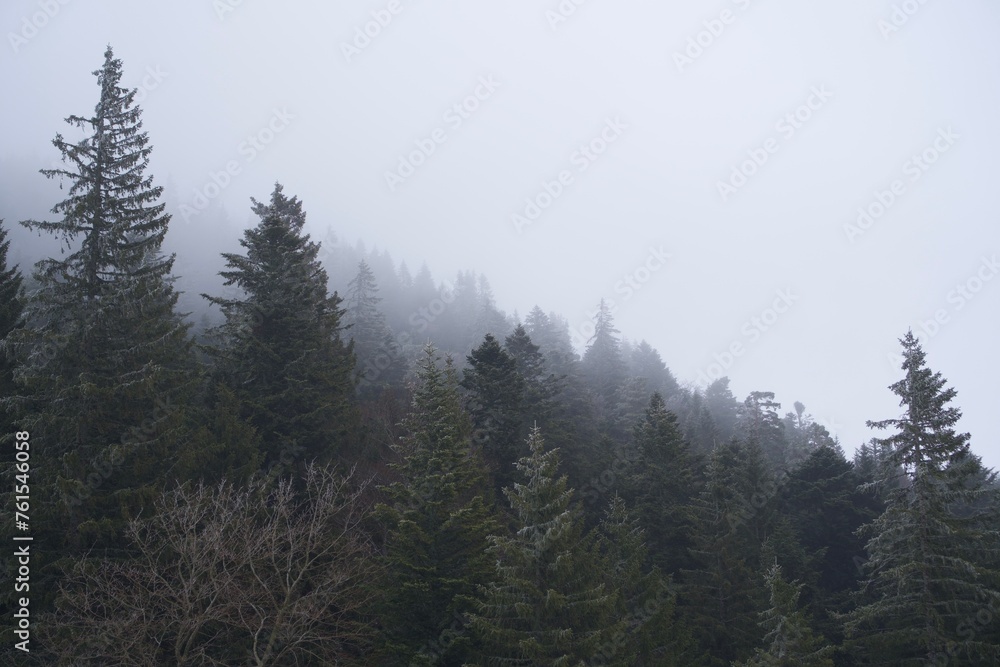 tree, forest, mountain, snow, fog, white, path, storm, winter, ski, snowbord, resort, hiking, ice, lost, alone, lake, travel, nature, ski resort, wind, arbre, foret, neige, hiver, tempête, glace, vent tree, forest, mountain, snow, fog, white, path, storm, winter, ski, snowbord, resort, hiking, ice, lost, alone, lake, travel, nature, ski resort, wind, arbre, foret, neige, hiver, tempête, glace, vent