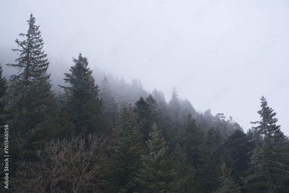 tree, forest, mountain, snow, fog, white, path, storm, winter, ski, snowbord, resort, hiking, ice, lost, alone, lake, travel, nature, ski resort, wind, arbre, foret, neige, hiver, tempête, glace, vent