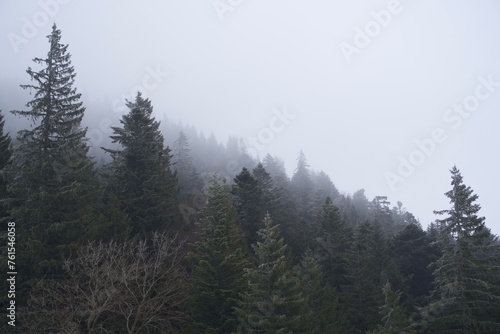 tree, forest, mountain, snow, fog, white, path, storm, winter, ski, snowbord, resort, hiking, ice, lost, alone, lake, travel, nature, ski resort, wind, arbre, foret, neige, hiver, tempête, glace, vent