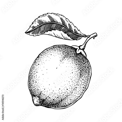 Vintage lime sketch. Citrus fruit hand-drawn vector illustration. Exotic plant drawing in engraved style. Botanical design element. NOT AI-generated