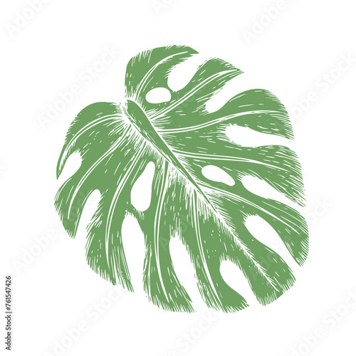 Tropical vector monstera leaf illustration on isolated background. Beautiful botanical hand painted exotic element. For designers, spa decoration, postcards, wedding, greetings, wallpapers, wrappin