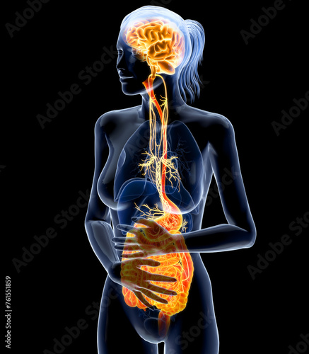 Stomach with vagus nerve. Stomachache, digestion, gastrointestinal function. 3D illustration photo