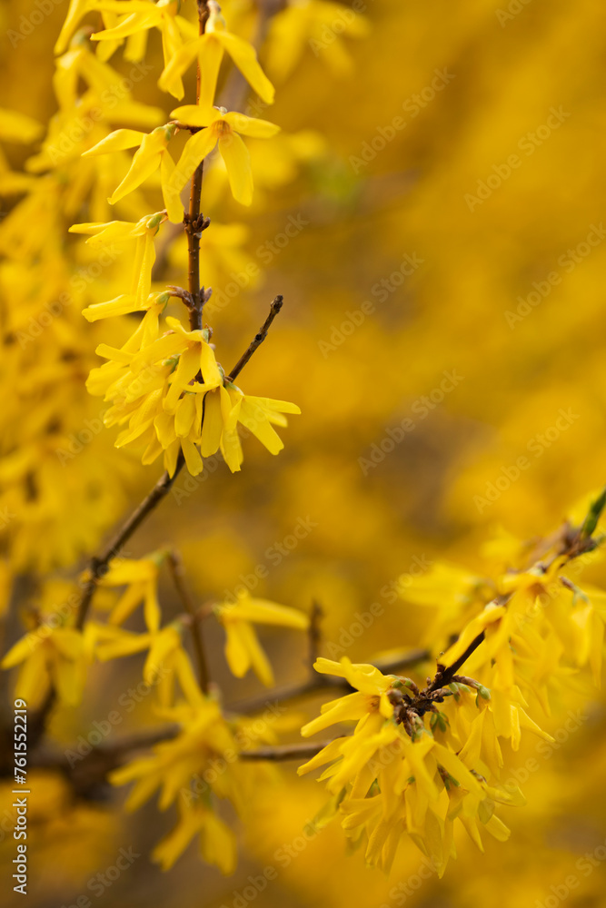 Wiosenne krzewy kwitnących, żółtych Forsycji. - obrazy, fototapety, plakaty 