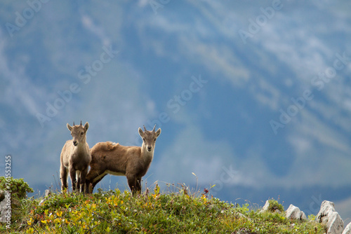 Photos Bouquetin des Bornes