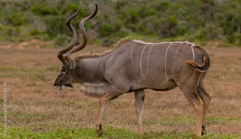 Großer Strepsiceros Kudu Bock in der Wildnis und Savannenlandschaft von Afrika
Großer Strepsiceros Kudu Bock in der Wildnis und Savannenlandschaft von Afrika