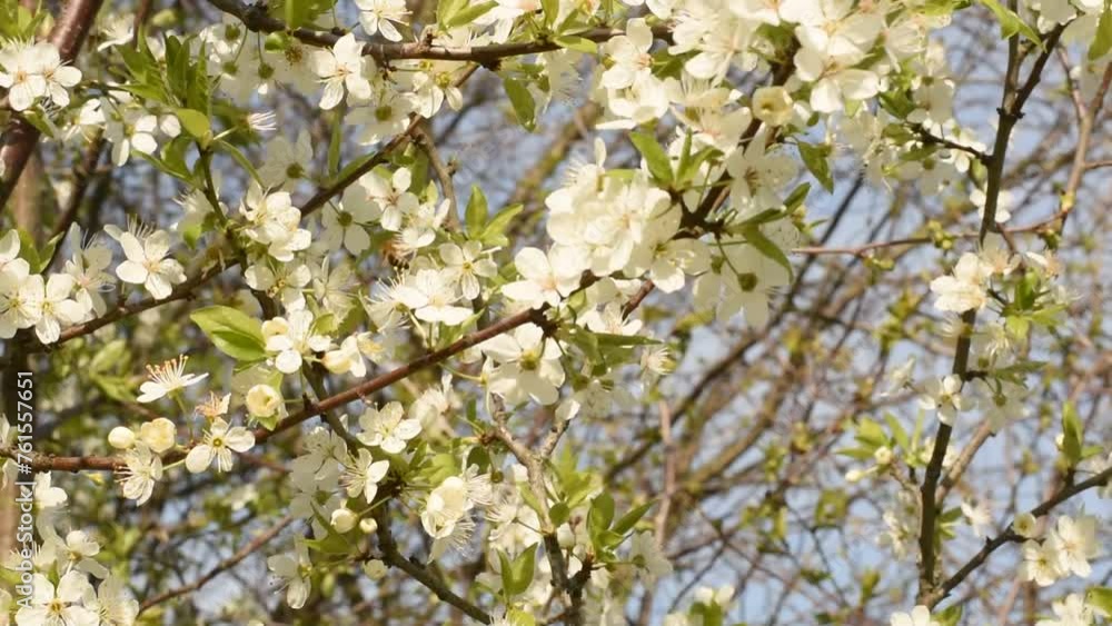 Apple tree branch in white flowers. Bees fly over the apple tree flowers, land on the flowers and collect nectar. Apple tree branch in white flowers. Bees fly over the apple tree flowers, land on the flowers and collect nectar.