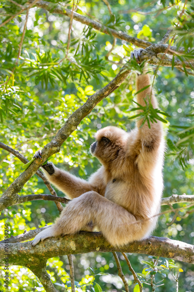 Fototapeta premium Gibbon in einer Buschlandschaft in Südafrika
