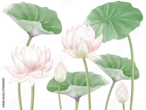 水彩で描いた蓮の葉と花