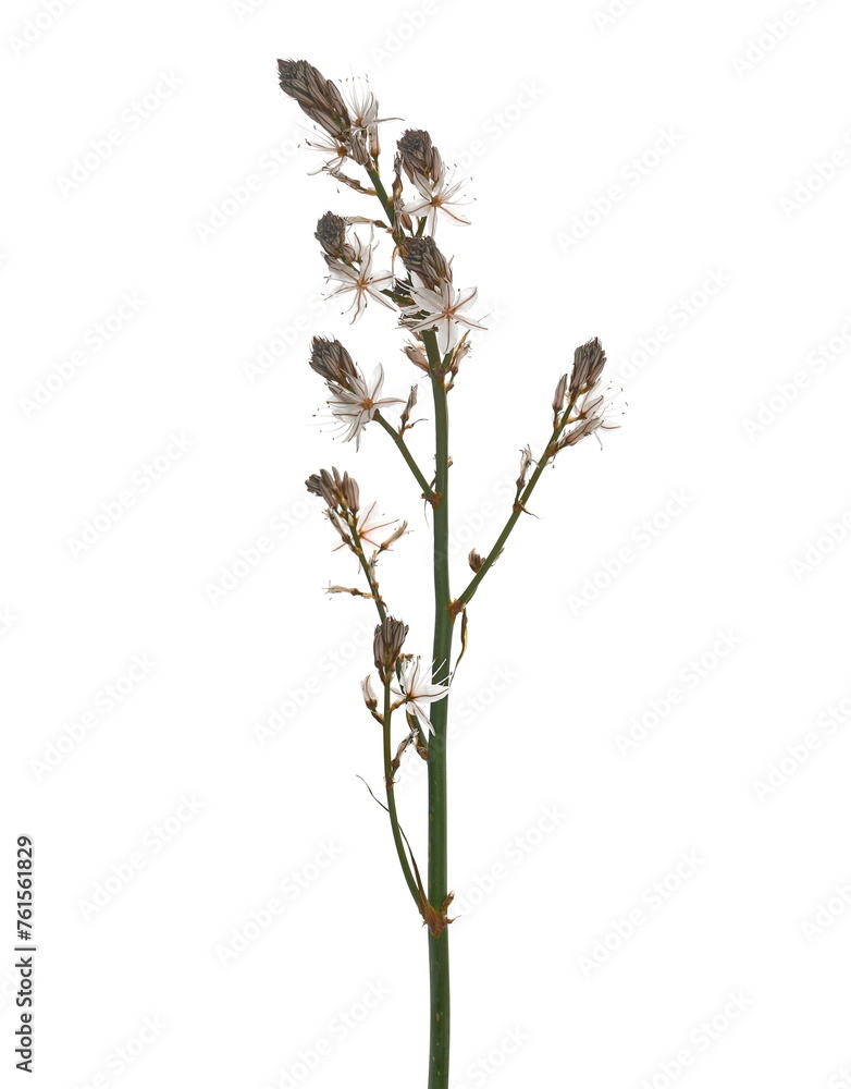 Fototapeta premium Fresh field flowers isolated on white background 