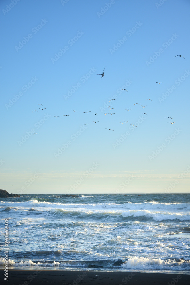 group of birds flying on a beach sunset group of birds flying on a beach sunset