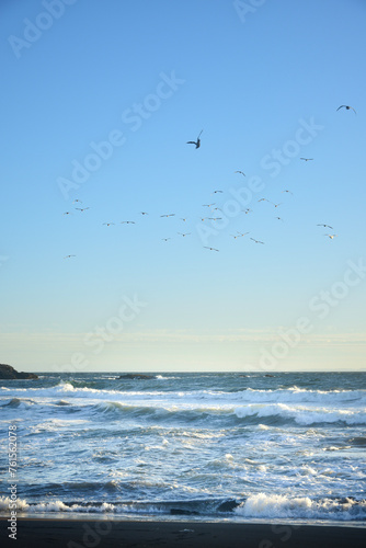 group of birds flying on a beach sunset