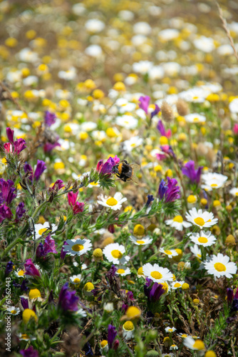 bumblebee on a flower surrounded by flowers