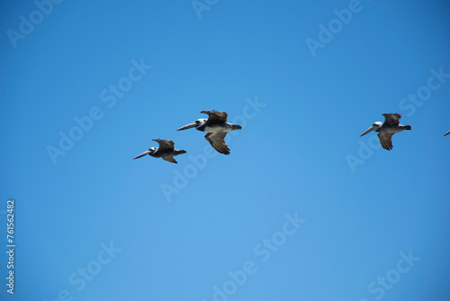 three pelicans flying with the sky in the background
