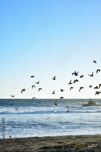 group of birds flying on the beach