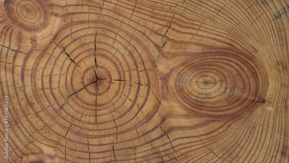 Naklejka premium Timeless Rings of Nature's Archive