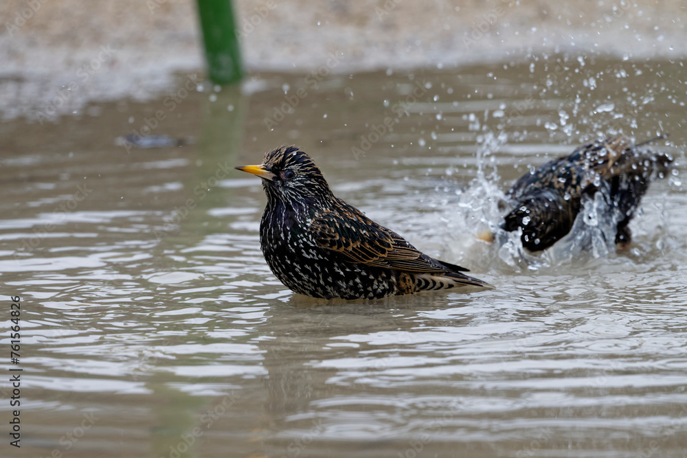 Fototapeta premium étourneau sansonnet - sturnus vulgaris linnaeus - Tuilerie - Louvre 