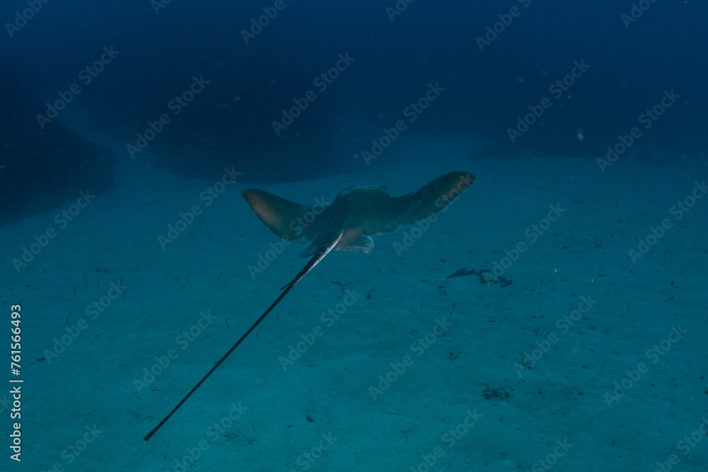 Fototapeta premium Common stingray (Dasyatis pastinaca) Tenerife, Canary Islands.