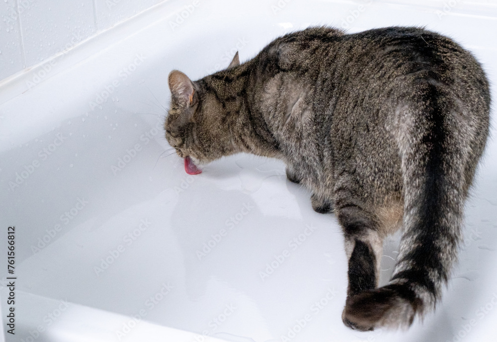 cat licking water off the bathtub shower tray in the bathroom Stock ...