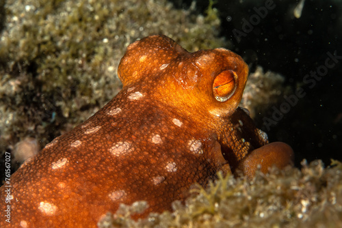 octopus, eye, marine, red octopus, skin texture, aquatic, mollusc, nocturnal, tentacles, camouflage, subtropical, spotted, hideout, oceanic, underwater, rocky, hiding, cephalopod, biodiversity, shelte