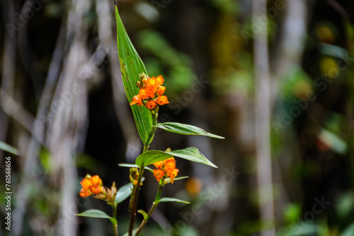 montaña y flores