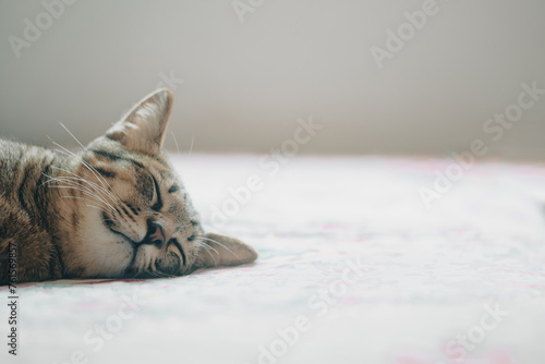Fototapeta Naklejka Na Ścianę i Meble -  The ginger cat sleeps on the bed. A cat lie supine on the blanket.