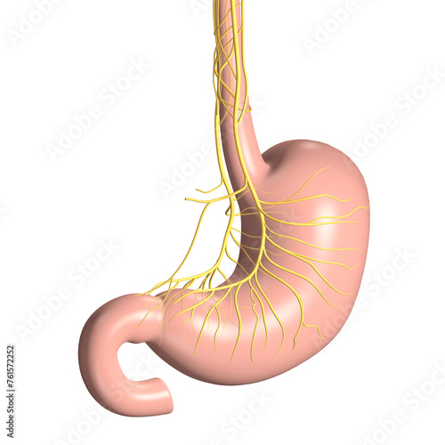 Stomach with vagus nerve, stomachache. Labeled 3D illustration photo