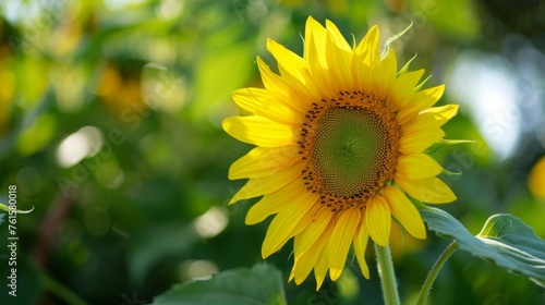 Bright Yellow Sunflower in Full Bloom Macro Shot