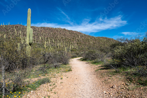 Saguaro catcus along the Yetman trail at Tucson Mountain Park in the spring. Arizona USA © MelissaMN