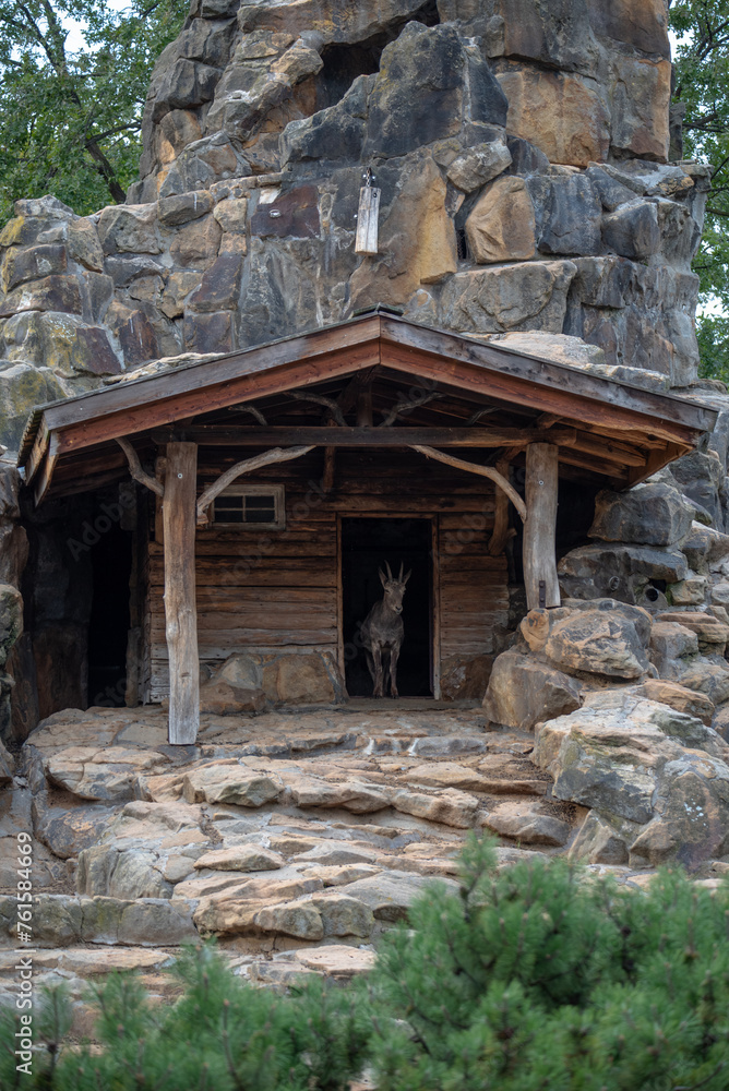 goat at the entrance of a cabin looking at the camera