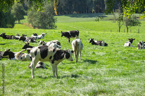 Cows grazing on a large green meadow