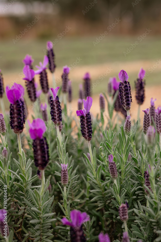 Obraz premium lavender bees