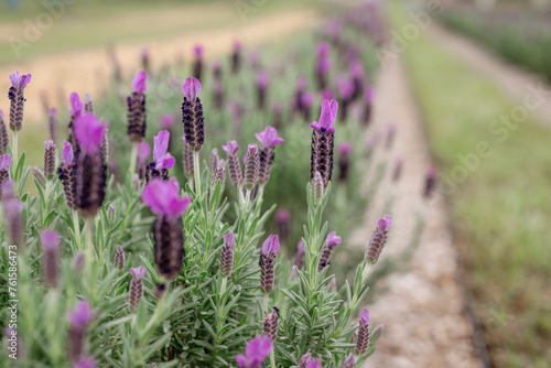 southern lavender farm