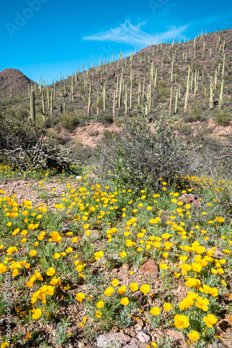 Poppies in bloom on the Yetman Trail - Tucson Mountain Park in Arizona