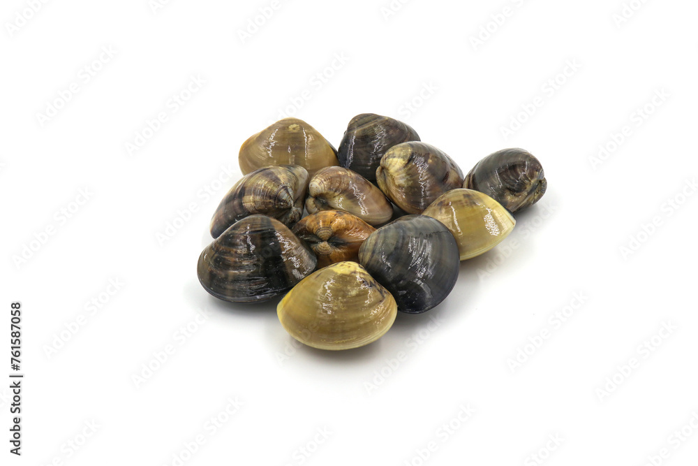 Closed up fresh baby clams, venus shell, shellfish, carpet clams, short