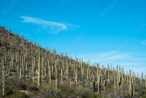 Saguaro cactus along a mountainside, in Tucson Mountain Park Arizona