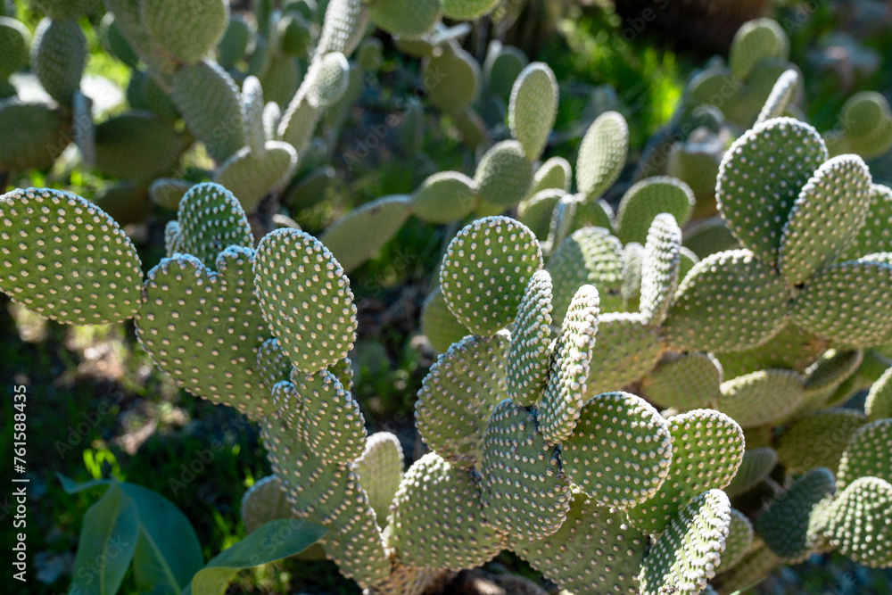 Cegador Cactus at the Boyce Thompson Arboretum in Arizona Cegador Cactus at the Boyce Thompson Arboretum in Arizona
