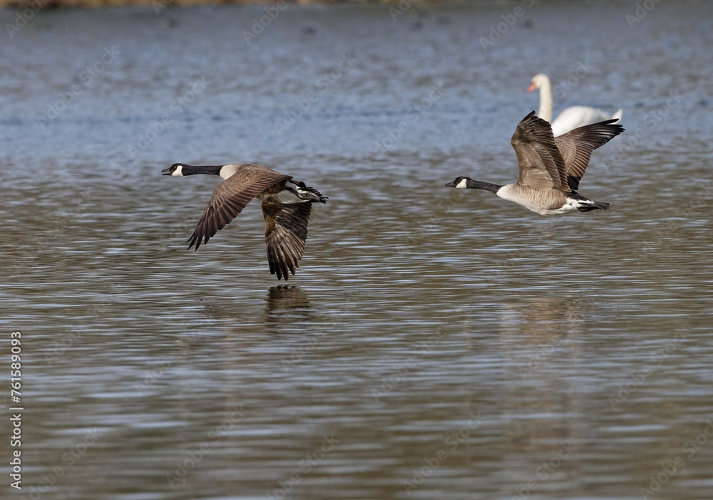  bernache du canada - Branta canadensis
