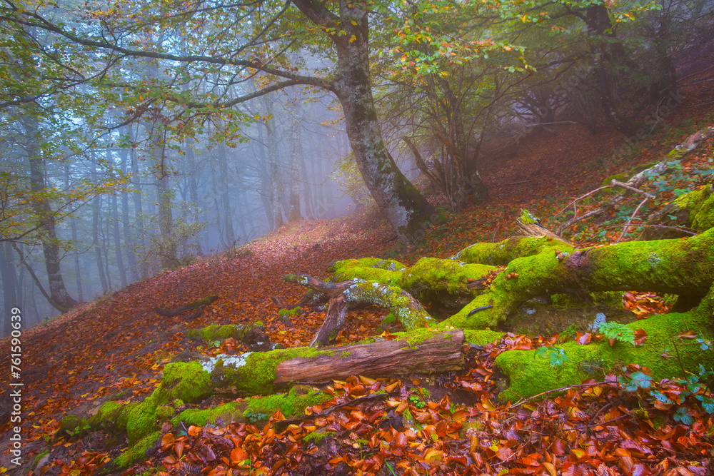 Fog in the forest