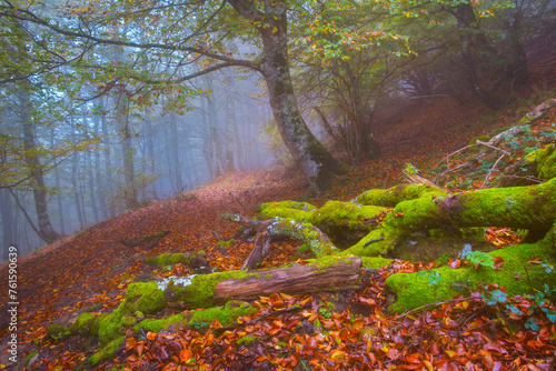 Obraz na płótnie Fog in the forest w salonie