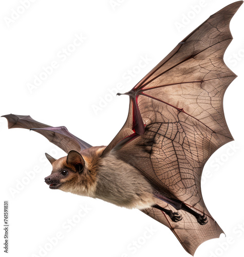 Flying fox bat, cut out transparent