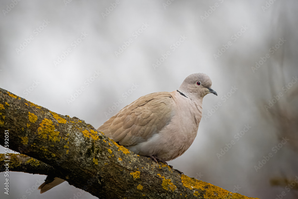 Eurasian collared dove sits on the thin branch and looks toward the camera lens on a cloudy spring day. Close-up portrait of a Eurasian collared dove with a grey background Eurasian collared dove sits on the thin branch and looks toward the camera lens on a cloudy spring day. Close-up portrait of a Eurasian collared dove with a grey background