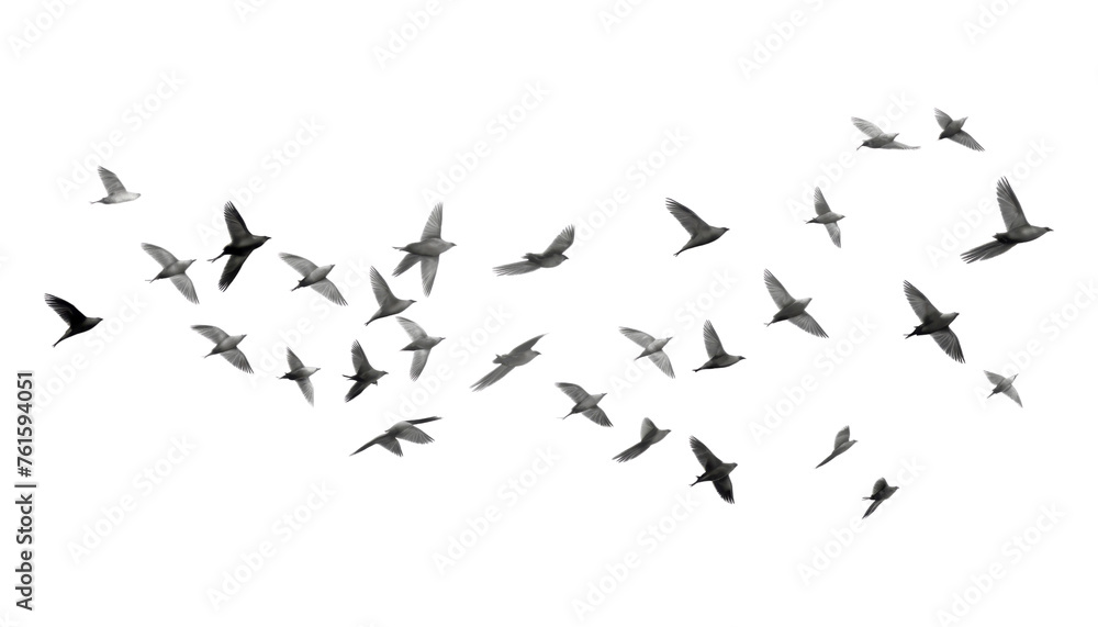 Fototapeta premium flock of birds flying isolated on transparent background cutout