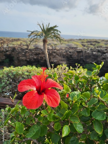 ibisco rosso delle isole canarie photo