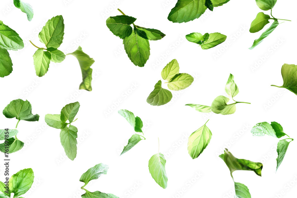 Fresh green mint leaves, cut out transparent Fresh green mint leaves, cut out transparent