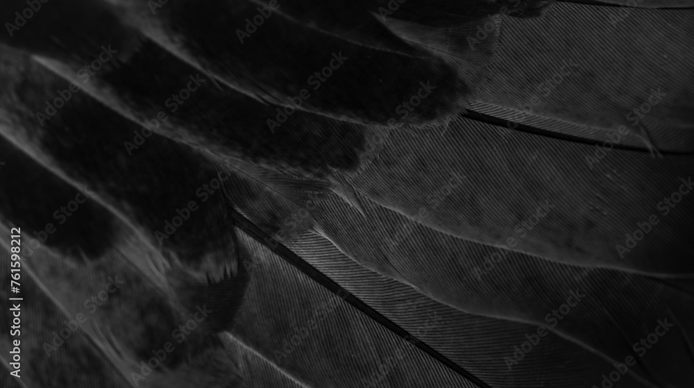 black feather pigeon macro photo. texture or background - obrazy, fototapety, plakaty 