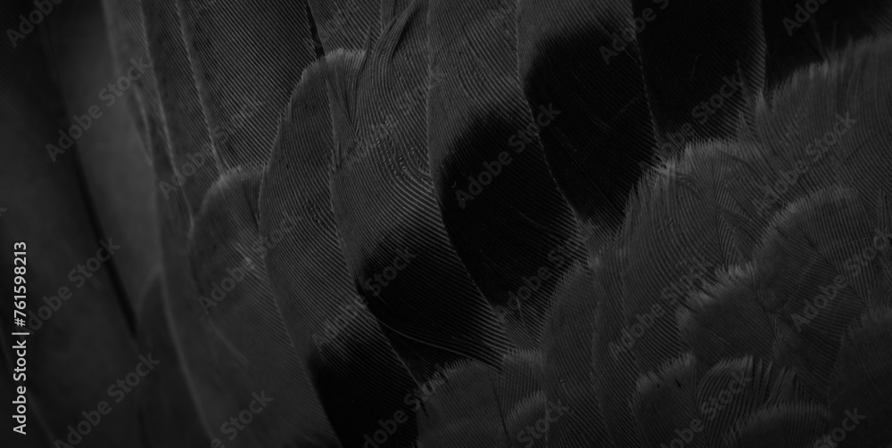 black feather pigeon macro photo. texture or background - obrazy, fototapety, plakaty 