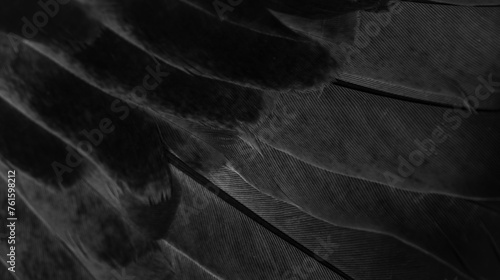 black feather pigeon macro photo. texture or background photo