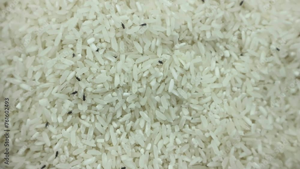 A close-up shot of a large group of rice weevils moving in the middle of rice grains. Bedbugs, pests, mug beetles, insects that destroy raw rice. Insects A close-up shot of a large group of rice weevils moving in the middle of rice grains. Bedbugs, pests, mug beetles, insects that destroy raw rice. Insects